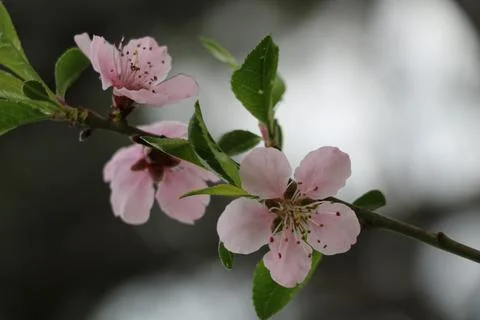 Gentle spring with delicate lights Stock Photos