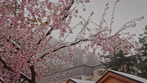 Gentle spring flowers peacefully beautify rooftops of lively city 库存影片 333333993