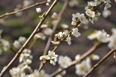 Gentle spring Stock Photos