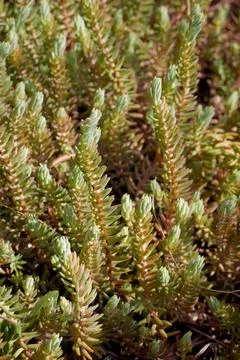 Gentle spring plant Stock Photos