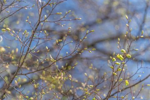 Gentle spring scenery. Rhythmic patterns and peaceful moods formed by sprin.. Stock Photos