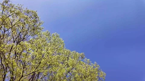 Gentle Spring Wind Over Japanese Landscape 51 Sec Peaceful Nature Scene Stock Footage 336730927