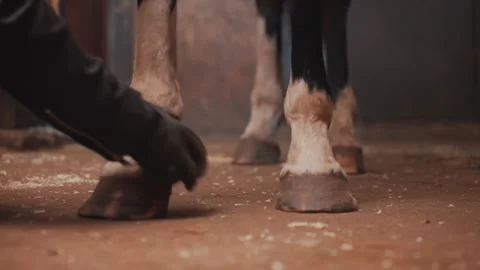 Gentle stall sequence handler adjusts hoof, soft lighting and steady stance Video stock 333322602