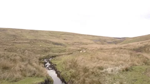 Gentle Stream British Countryside Fields and Hills Yorkshire Pennines Sheep Видео 154366383