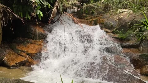 A gentle stream cascades through mossy stones and green vegetation in a humid 스톡 동영상 320111713