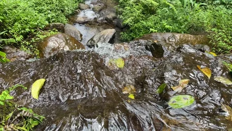 Gentle Stream Cascading through Rocks and Greenery Stock Footage 287072249