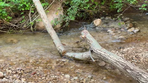 Gentle stream flowing over pebbles beside a fallen tree branch 스톡 동영상 344772204