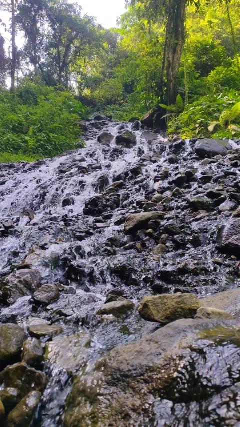 Gentle Stream Flowing Over Rocky Streambed Stock Footage 311448703