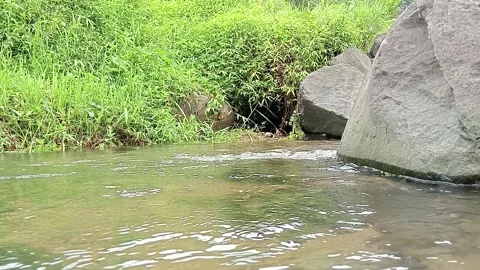 Gentle Stream Flowing Through Green Natural Landscape Stock Footage 330349167