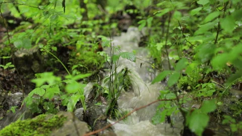 Gentle stream flowing through lush greenery, cascading water reflecting sunlight Stock Footage 309660433