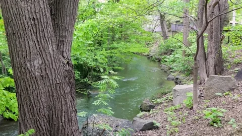 Gentle Stream Flowing Through Lush Green Forest Stock Footage 338052310
