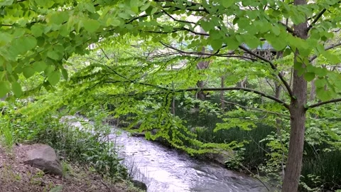 Gentle stream flowing through lush green forest trees Stock Footage 338052315