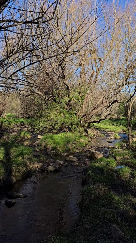 Gentle stream flowing through a peaceful winter landscape. 4K Vertical Stock Footage 314585312