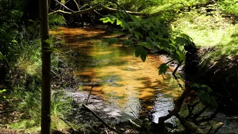Gentle stream flowing through a sunny forest Stock-Footage 337730412