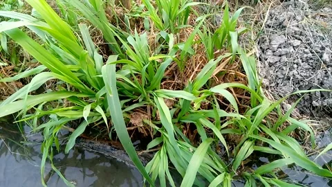 Gentle stream flowing under green plants — serene 4K nature loop Stock Footage 317976276