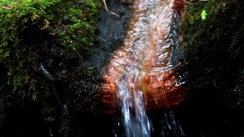 Gentle stream flows over mossy stones in serene forest setting Stock-Footage 295333961
