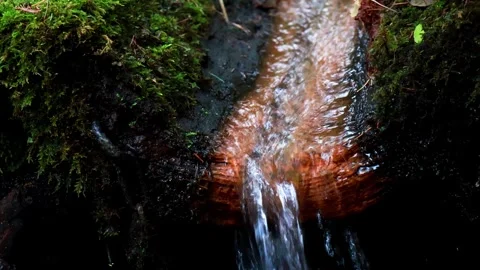 Gentle stream flows through lush forest, inviting serenity and calm Stock-Footage 295334045