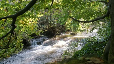 Gentle stream flows through lush green forest in a serene landscape Stock Footage 306394341