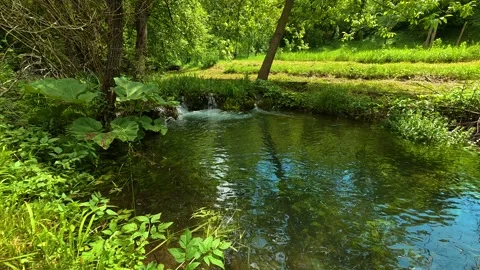 Gentle stream flows through lush green forest. Vrmdza Lake hike. Serbia Stock Footage 338022956