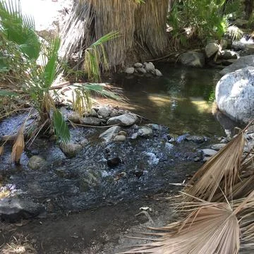 Gentle Stream Flows Through Lush Greenery Under Warm Sunlight Stock Photos