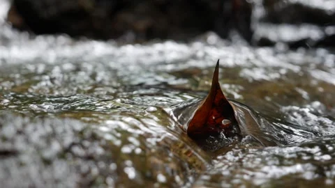 A gentle stream flows through a quiet forest, moving smoothly over mossy rocks Stock-Footage 312338488