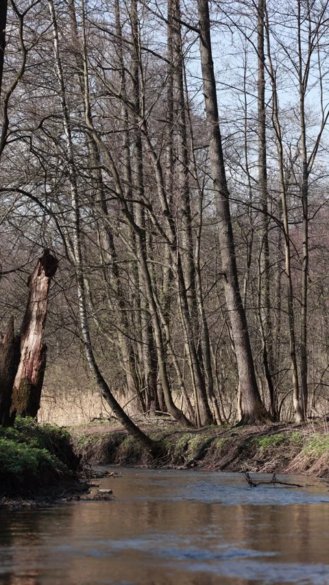 A Gentle Stream Flows Through A Sunlit Forest In Early Spring. Bare Trees And Ca Stock Footage 314504979
