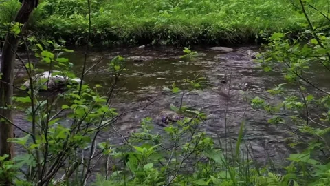 A gentle stream flows through a verdant landscape. Stock Footage 321997350