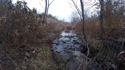 Gentle Stream Video stock 83008203