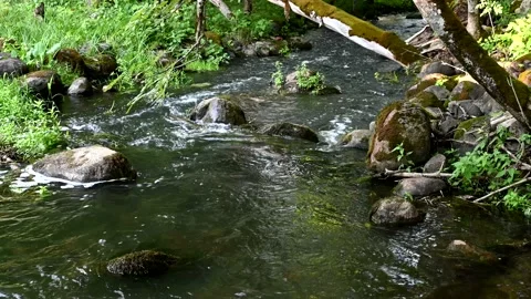 Gentle Stream 動画素材 136314661