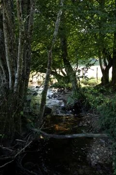 A gentle stream in the forest Fotos de archivo