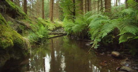 Gentle stream meanders through green spring forest, the beauty of nature in Stock Footage 273418962
