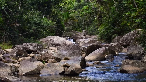 Gentle stream in a rainforest Stock Footage 128151538