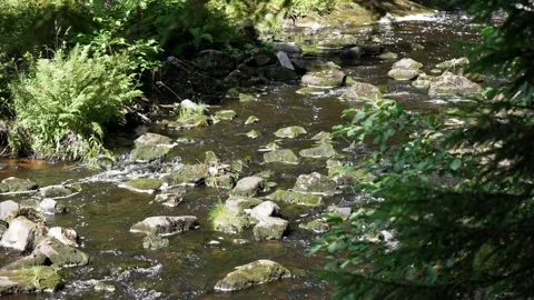 Gentle Summer Brook Flows Over Mossy Stones Within the Lush Black Forest Stock Footage 343500171