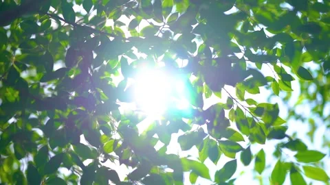 Gentle Summer Sunlight Filtering Through Lush Green Plants in Soft Natural Light Stock Footage 341870578