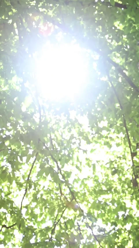 Gentle sunbeams filtering through moving tree branches from below Stock Footage 313097744