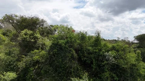 Gentle Sunbeams Over a Dense Forest Canopy Stock Footage 294102148