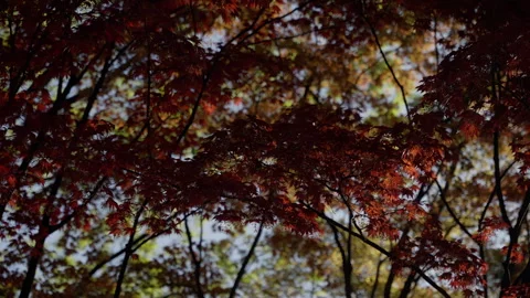 Gentle sunlight filtering through a dense canopy of red and brown autumn leaves Stock Footage 310351550