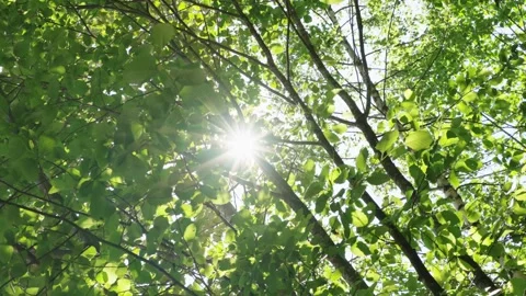 Gentle Sunlight Filtering Through Fresh Greenery Stock Footage 255398989