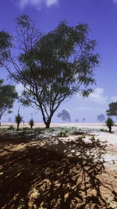 Gentle sunlight highlights long shadows cast by trees on sandy coast Vídeos de archivo 329018444