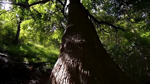 Gentle Sunlight Streaming Through the Trees Stock Footage 283671855