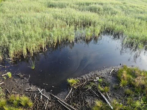 Gentle Swamp Stock Photos