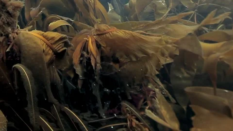 Gentle Sway of Brown Algae in Underwater Forest During Daytime Stock Footage 340590475