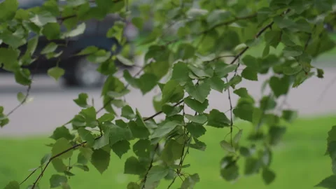 Gentle swaying birch branches with blurred city background. Tranquil birch twigs Stock Footage 341660838