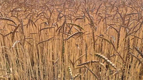Gentle swaying of ears of grain in a wheat field Stock Footage 315770895