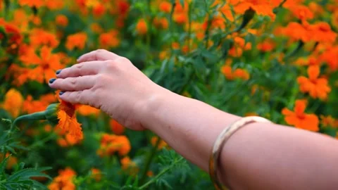 Gentle Touch: Hand Caressing Marigold Flowers in the Camp Stock Footage 253280987