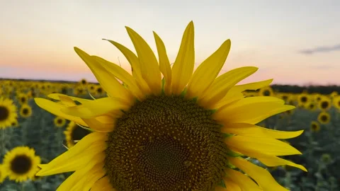Gentle Touch on a Sunflower, Warm Evening Glow on Petals, Hand Embracing Summer Stock Footage 308322030