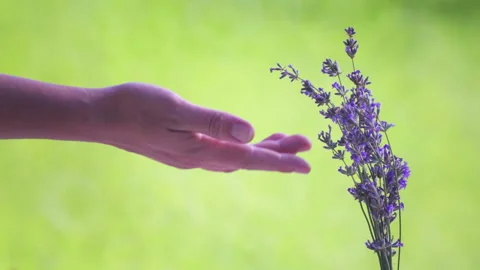 A gentle touch of a woman's hand to a bunch of lavender. Stock Footage 136469310