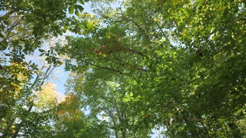 Gentle Tree Pass 스톡 동영상 151715118