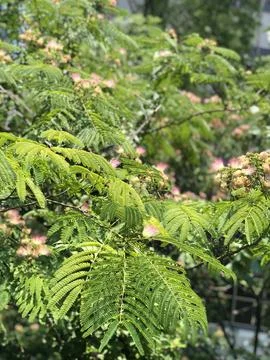 Gentle Tree 库存照片