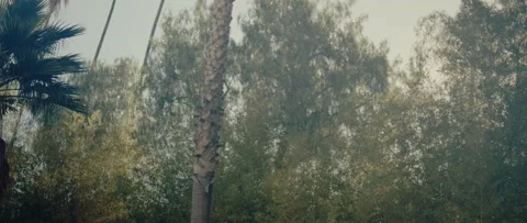 Gentle Trees with Sun-rays Stock Footage 233838274